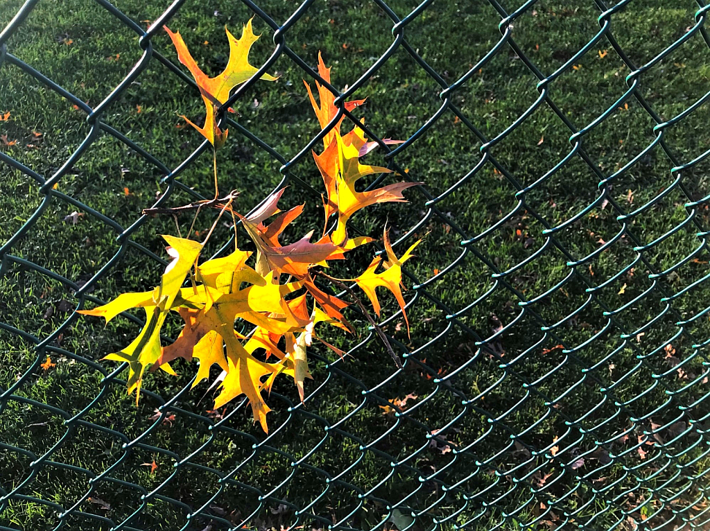 Backlit leaves in fence