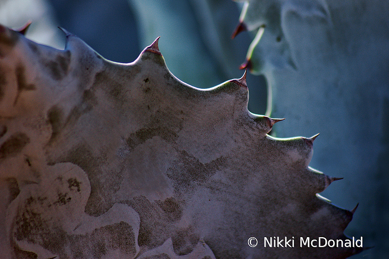 Agave Colorata Leaves