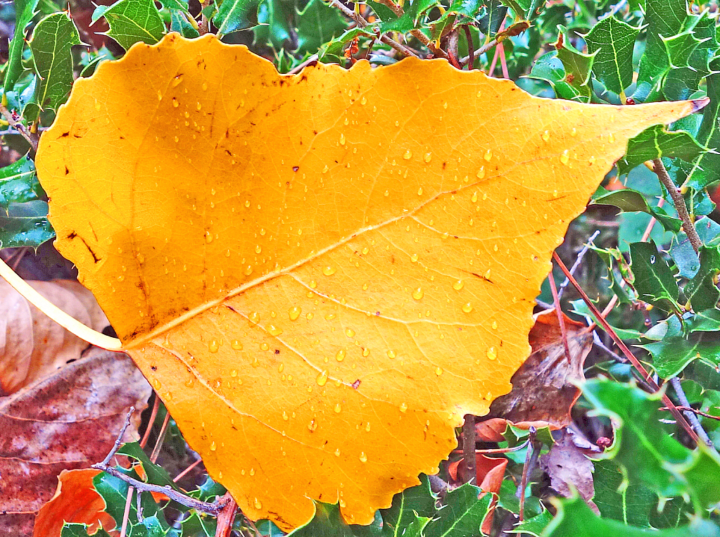Golden Leaf and Droplets.
