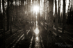 Go Into the Light