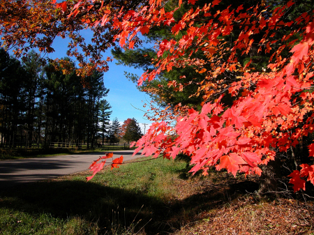 Red Leaves on a Wisconsin Backroad