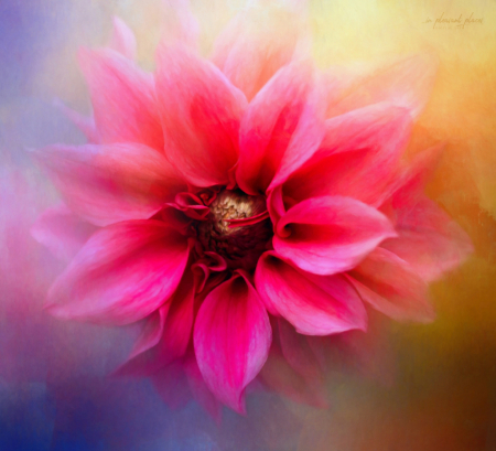 Dahlia Fascination