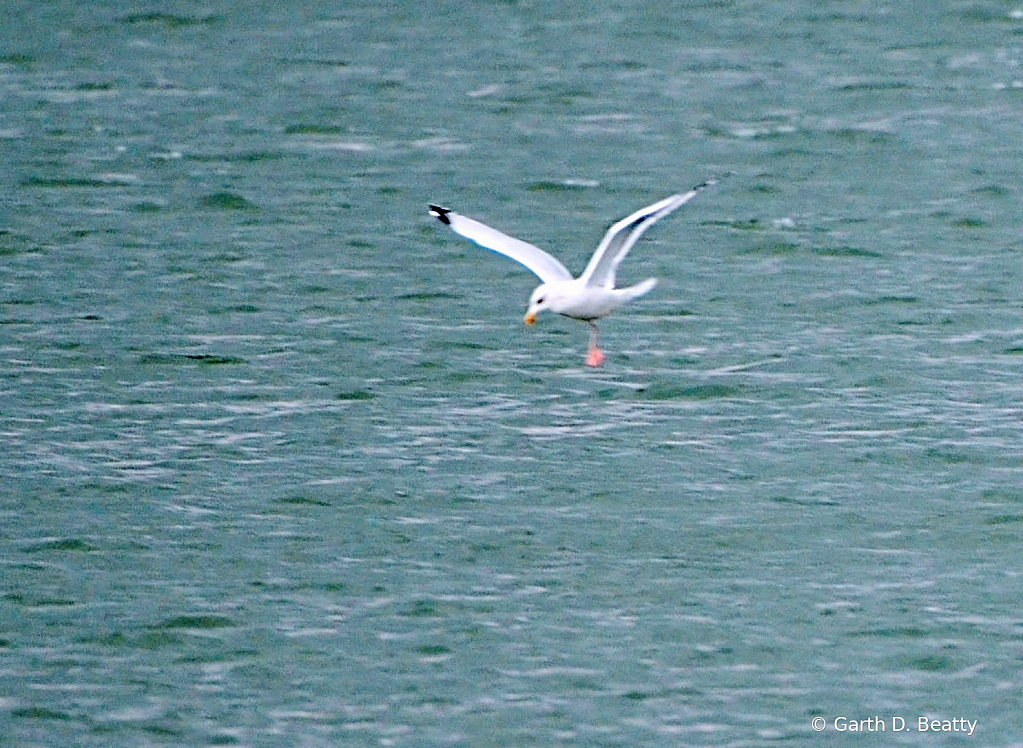 Sea Gull in Flight over the City Reservoir 