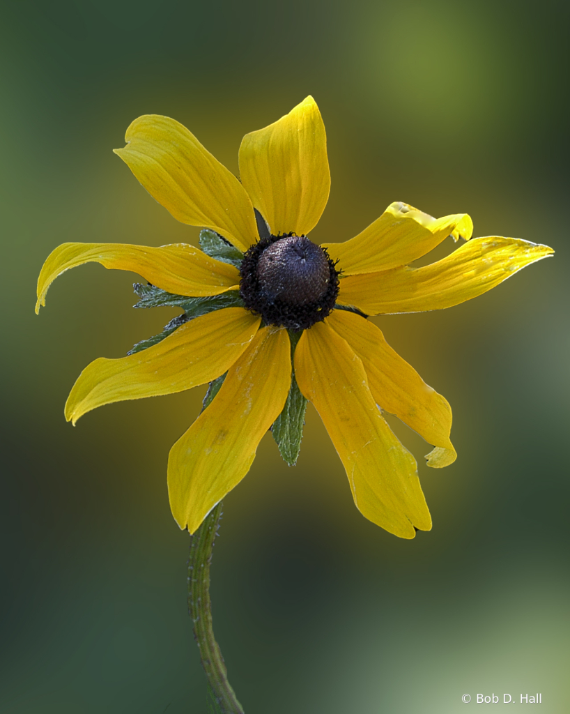 Black-Eyed Susan