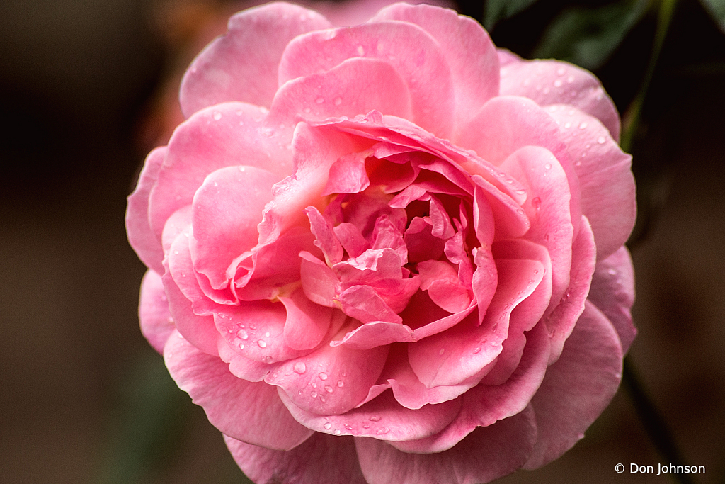 Pink Rose 10-24-21 186 - ID: 15959174 © Don Johnson
