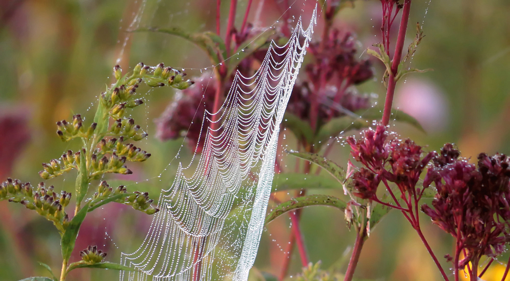 Draped Web And Wildflowers
