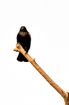 Bird on a stick 