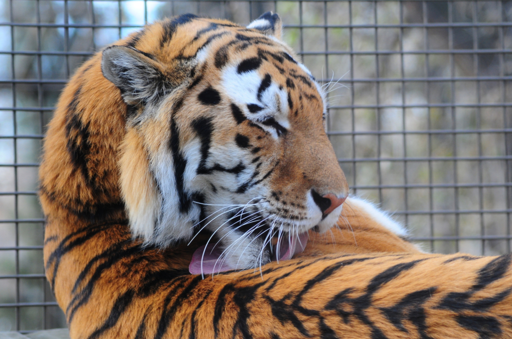 Tiger bath.