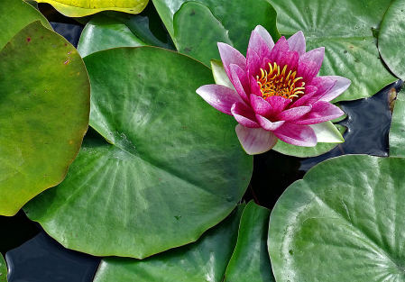 Waterlily In Pink