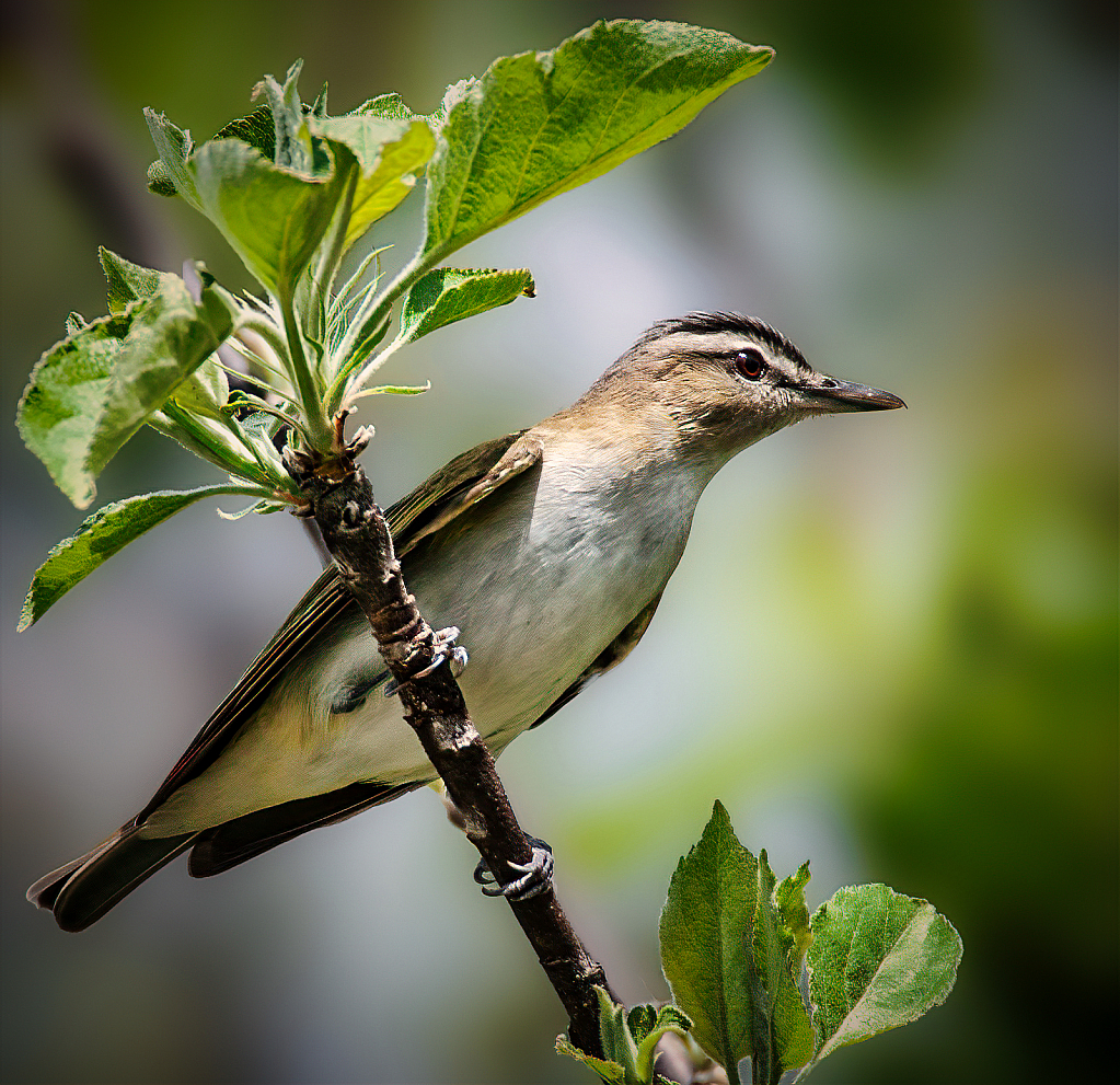 Red-Eyed Vireo