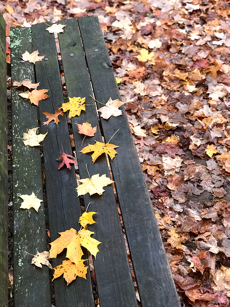 Autumn leaves on bench