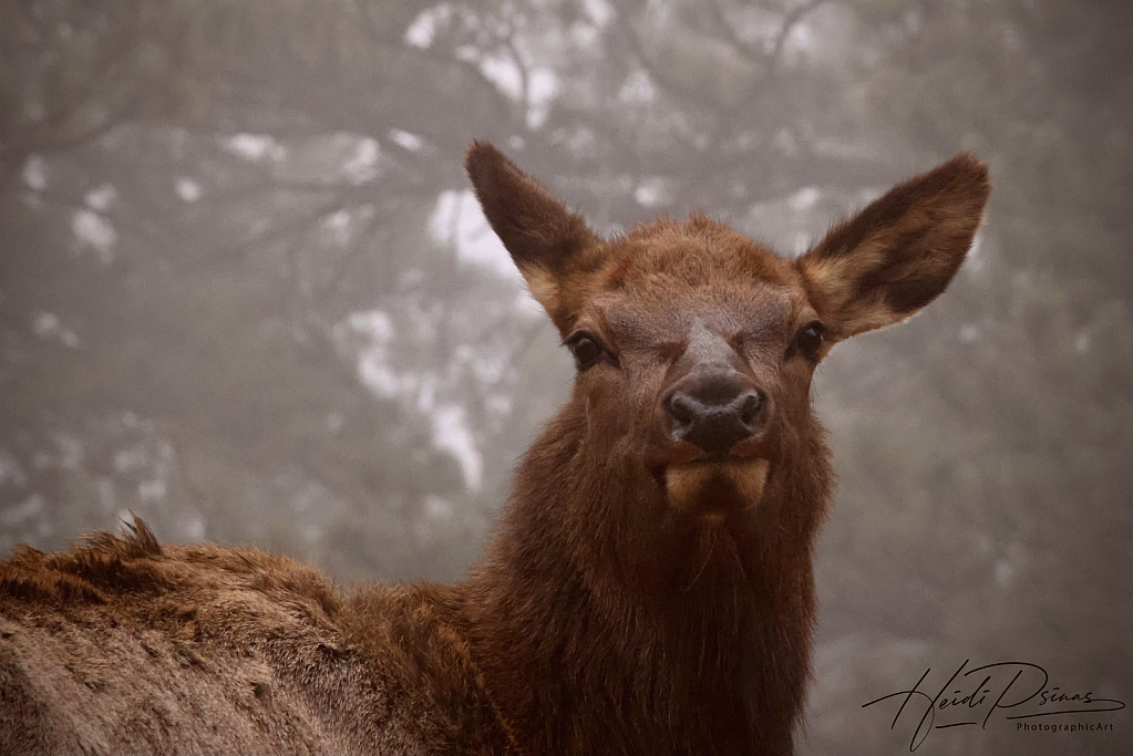 Mama Elk