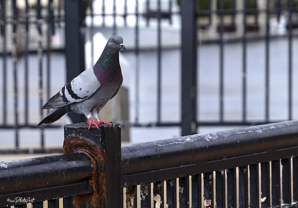 Pigeon Prince