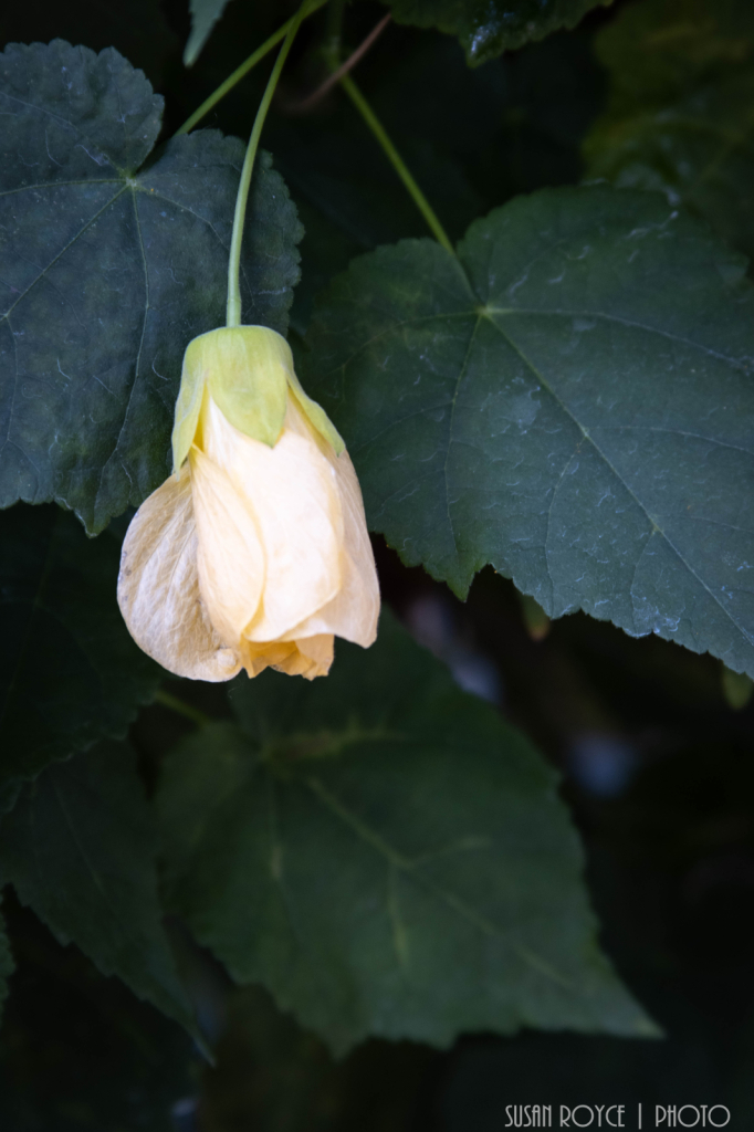 Flowering Maple bud