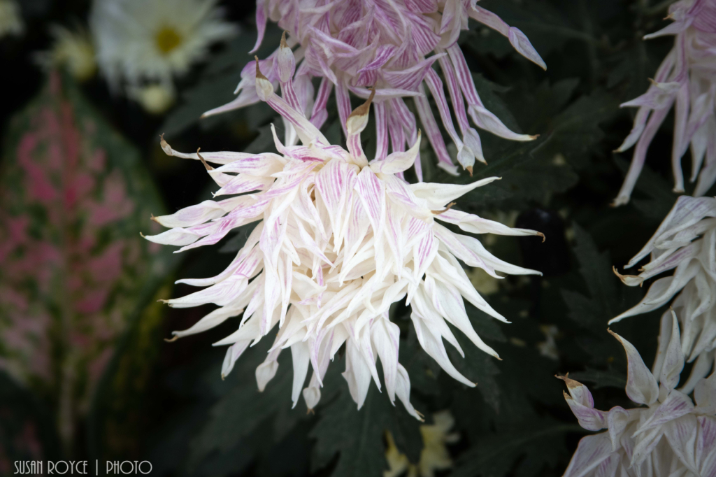 Spider Mum