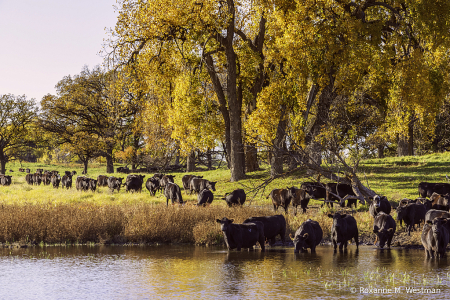 Gathering at the local waterhole