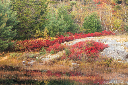 Acadia Autumn