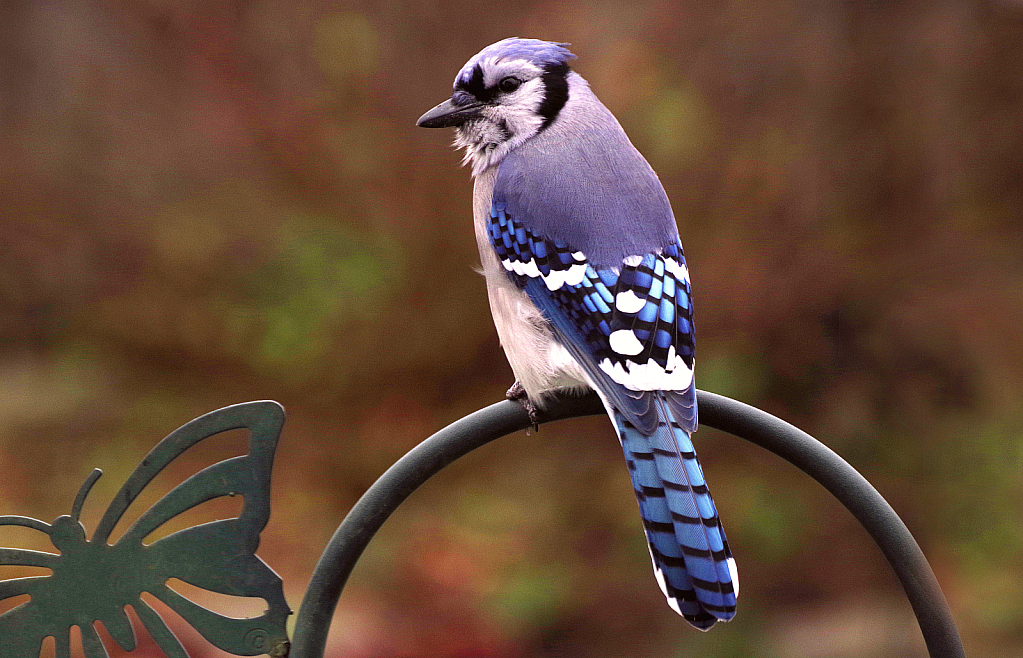 Pretty In Blue