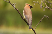 Cedar Waxwing