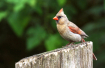 Female Cardinal