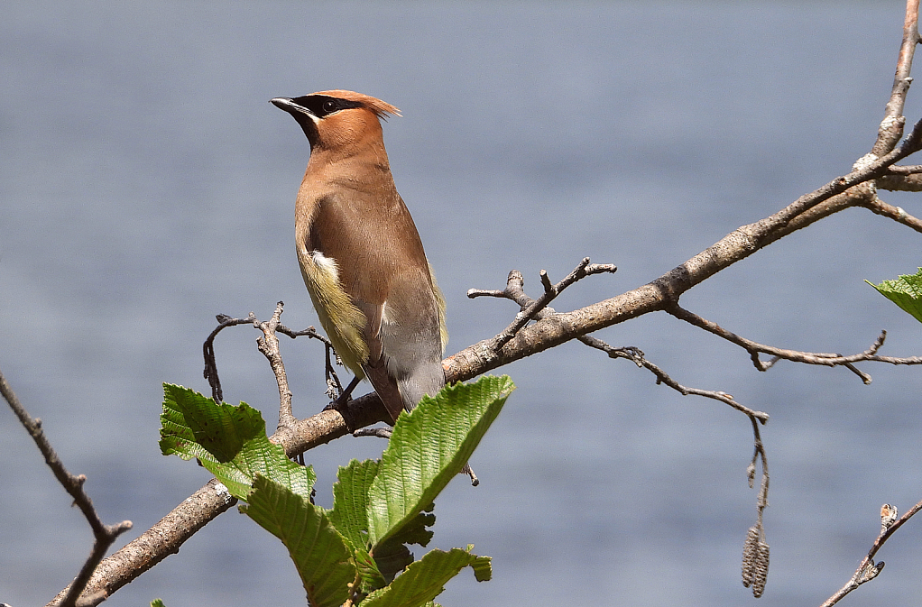 Cedar Waxwing #2