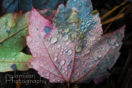 Leaf and Droplets