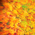 © Elias A. Tyligadas PhotoID# 15959897: Fall colors extended.Abstract.