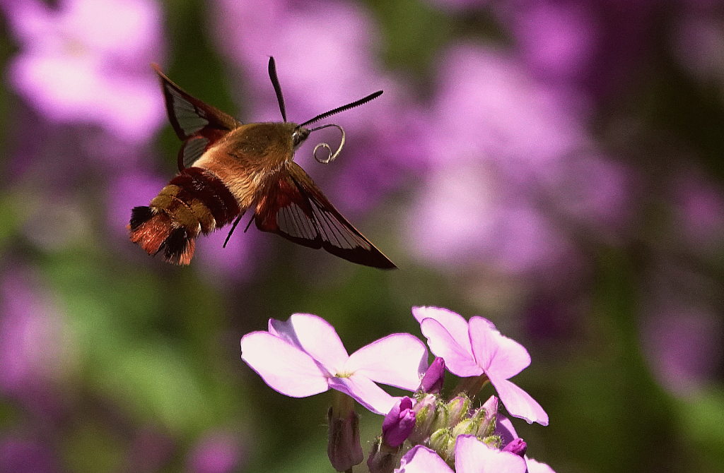 Clear Wing Hummingbird Moth