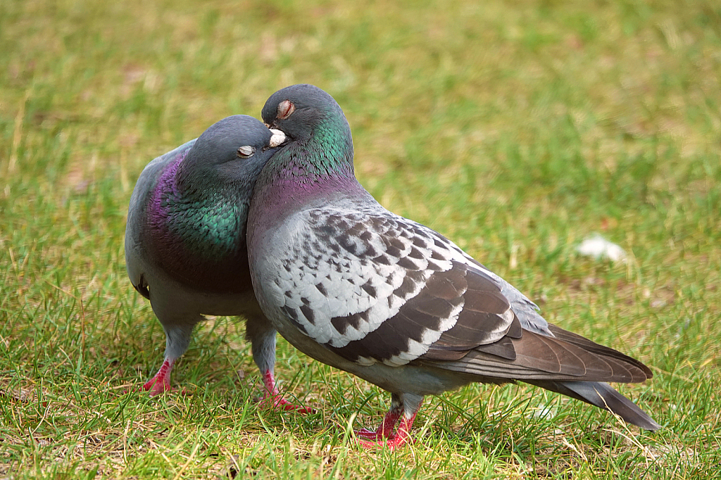 Pidgeon Love