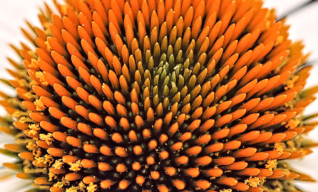 coneflower