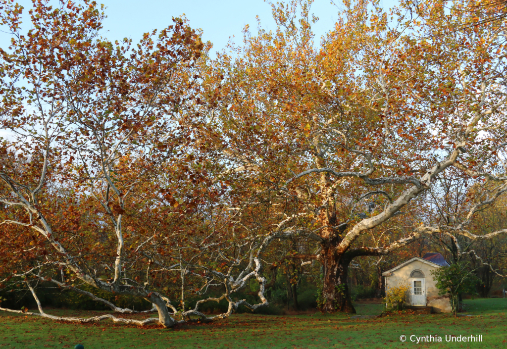 IMG_1543PawlingFarmfall - ID: 15960311 © Cynthia Underhill