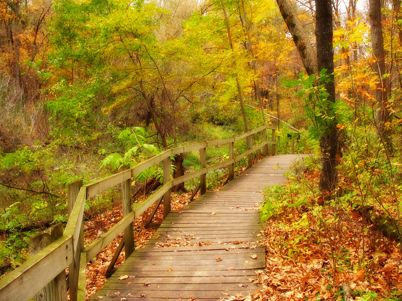 Autumn Path