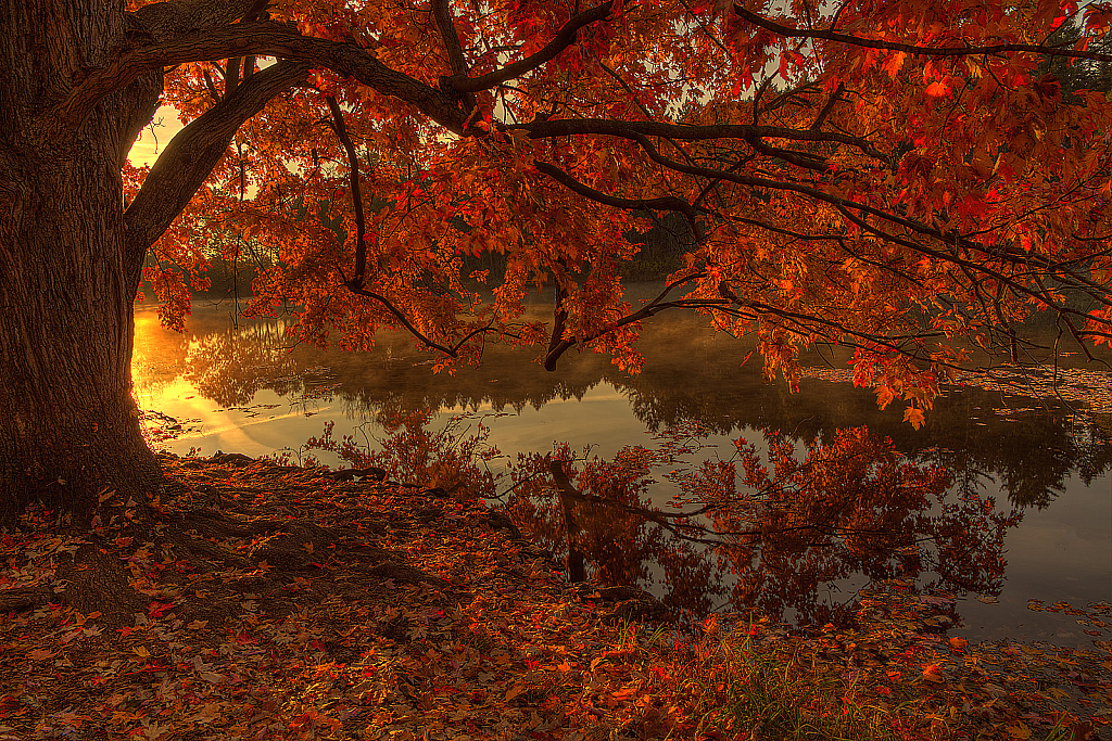 Fall Splendor