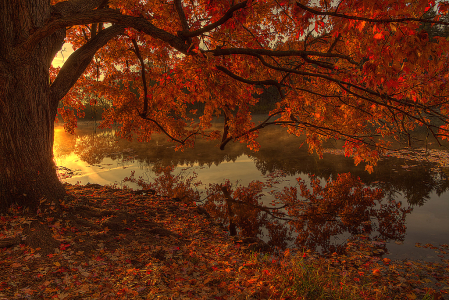 Fall Splendor