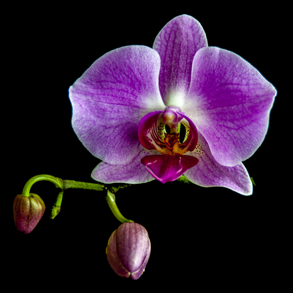 The Orchid