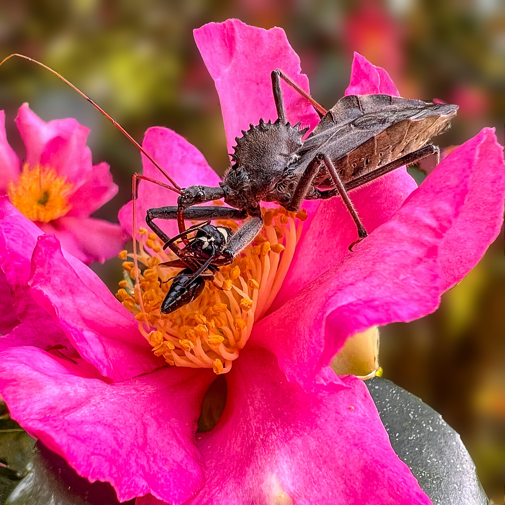 Lunch on a Camellia