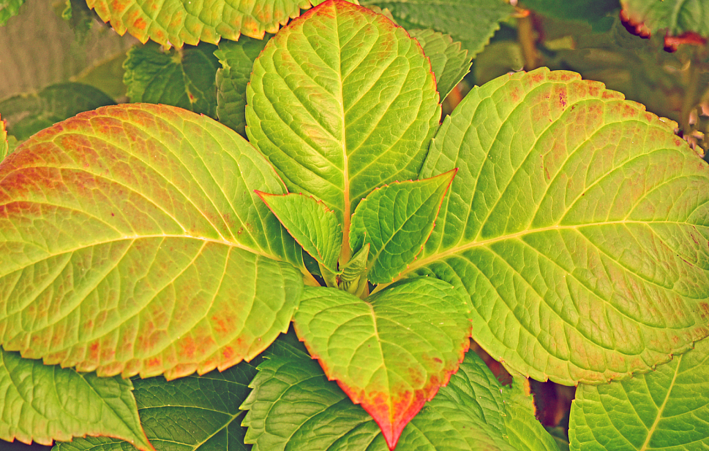 Hortensia's Leaf Patterns.