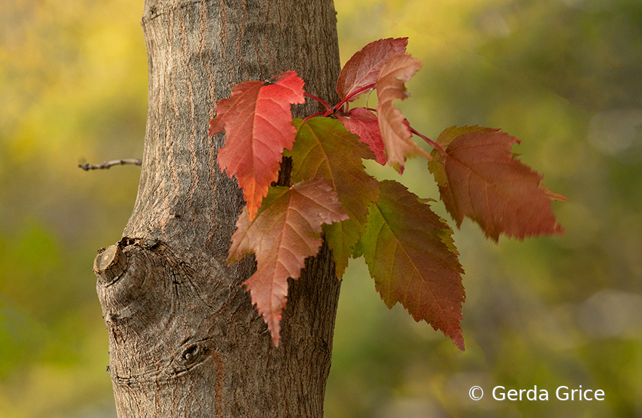 Autumn Leaves Growing Out of Tree Trunk