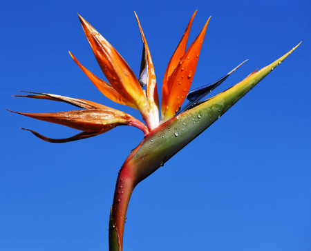 Bird of Paradise