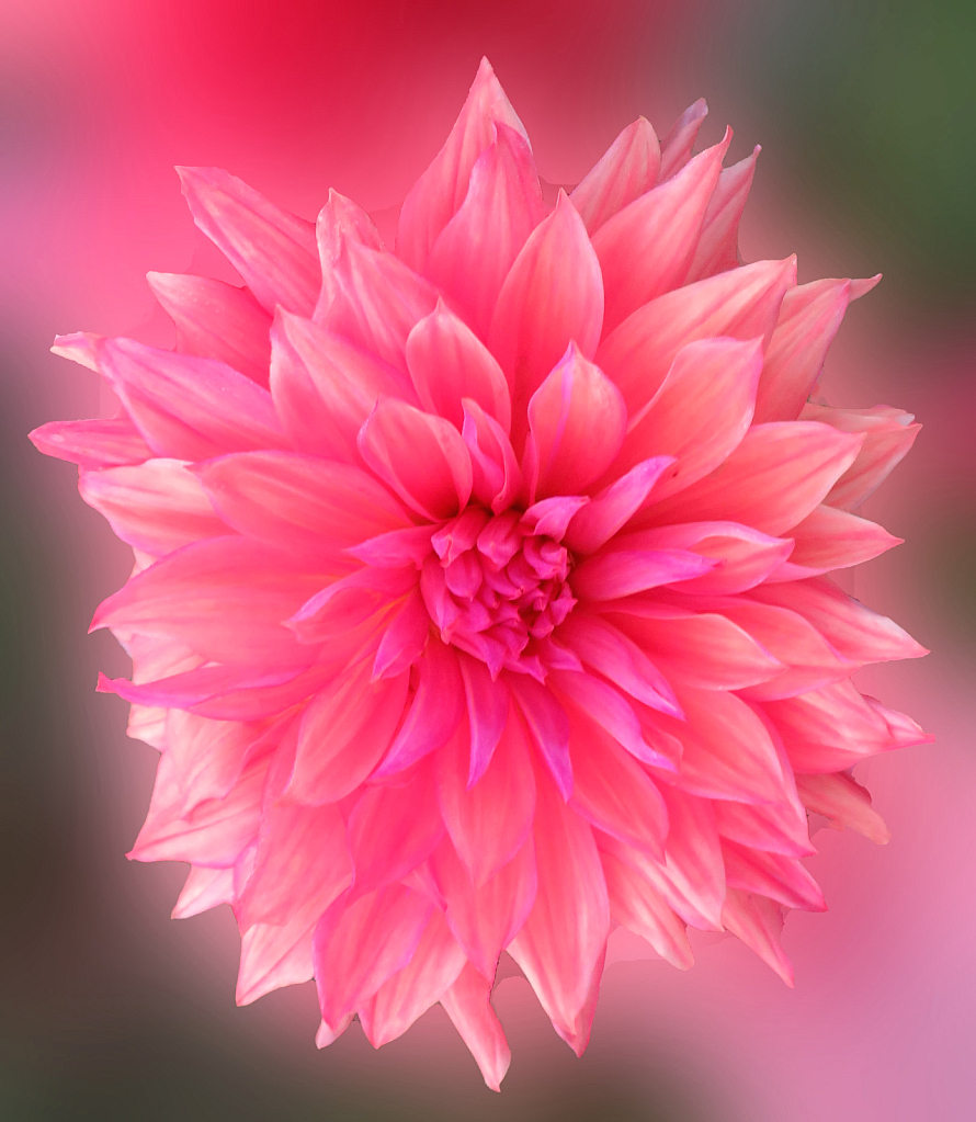 Pink Is Popular