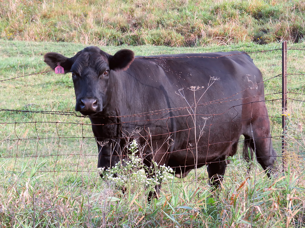 Black Angus