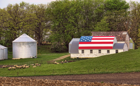 Patriotism And Sheep