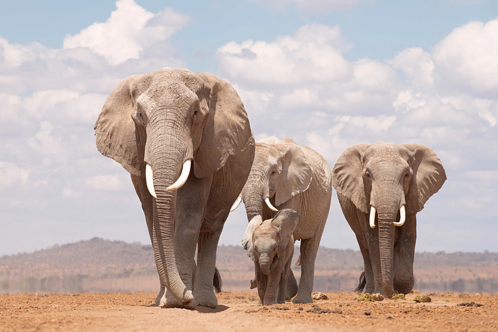 Elephants of Amboseli - ID: 15960490 © Kitty R. Kono