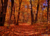Fall Color in Pat...