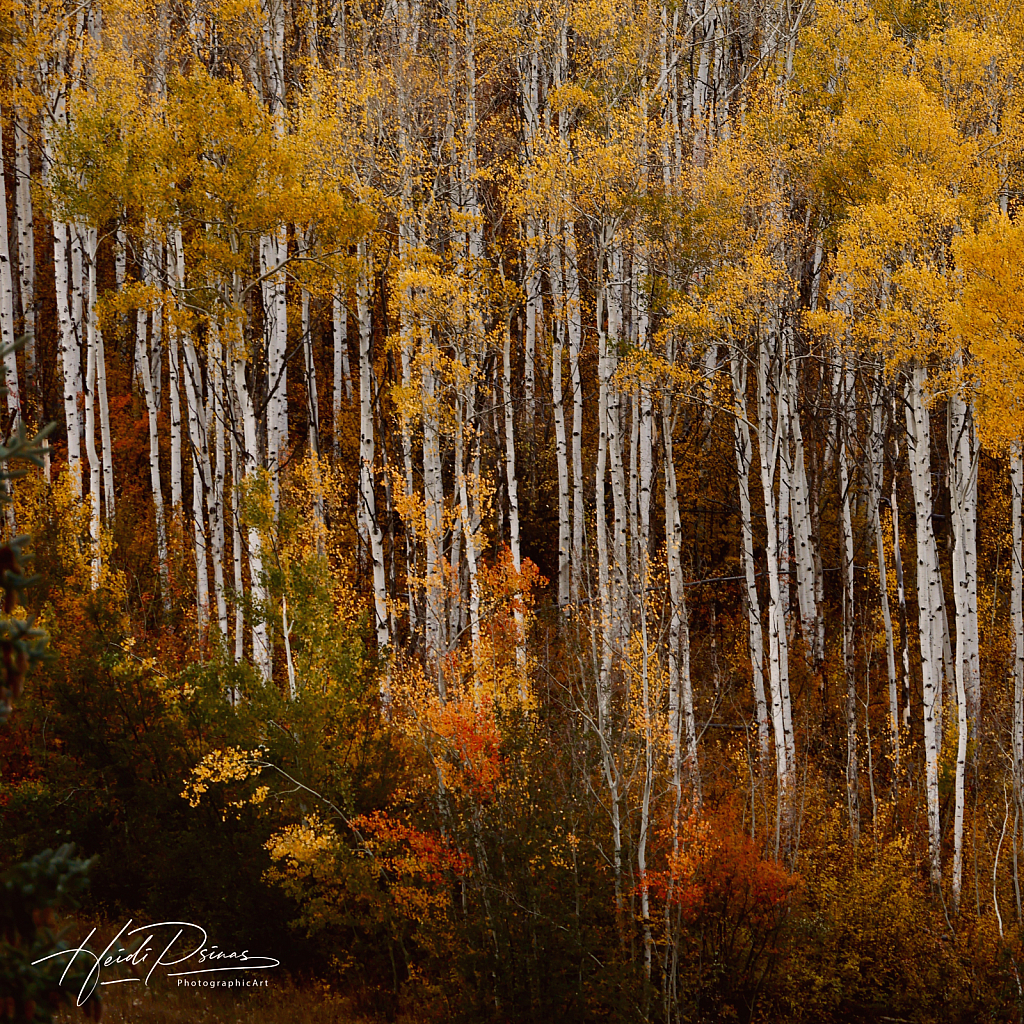 Colorado Blaze