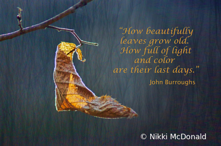 How Beautifully Leaves Grow Old