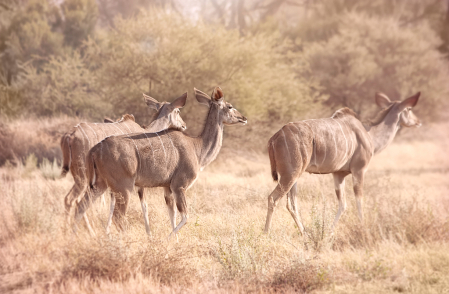 Kudu Crossing