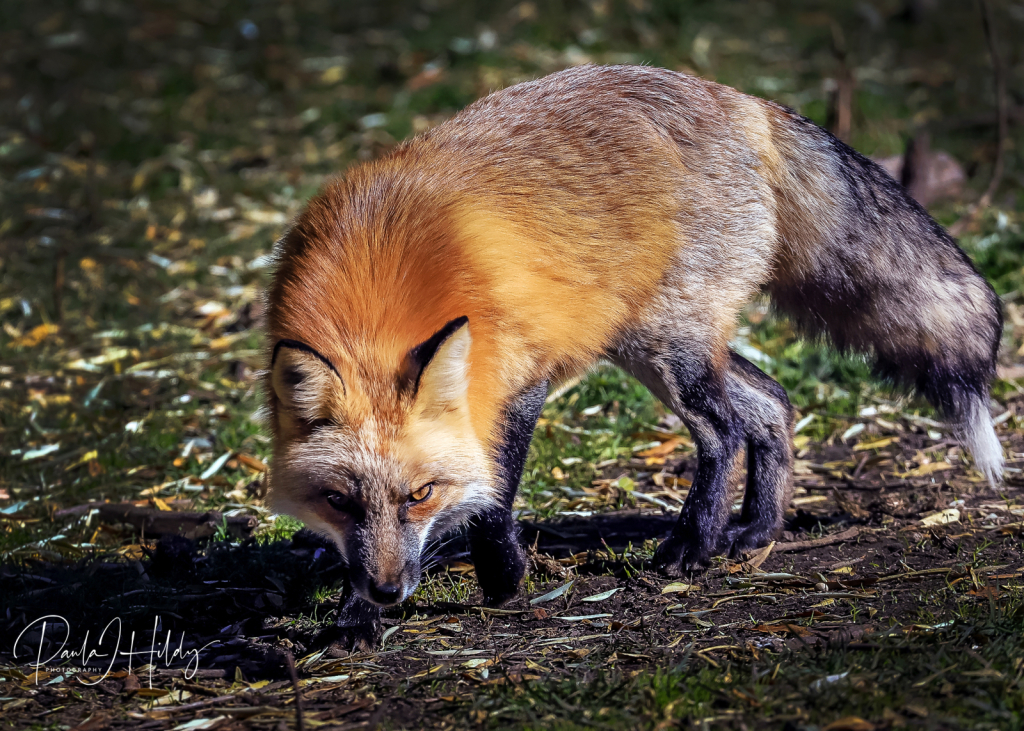 Sly As A Fox - ID: 15960758 © Paula Hildy