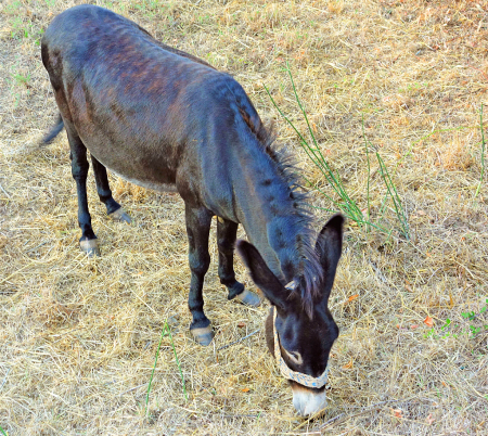 The Grazing Donkey.