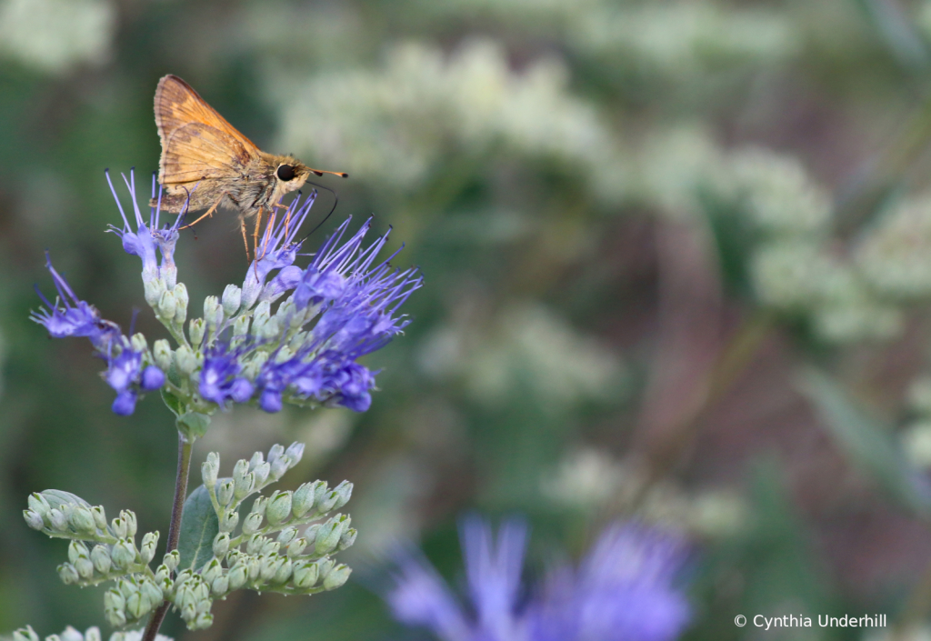 IMG_7749critter - ID: 15961340 © Cynthia Underhill